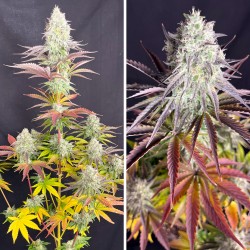 Comprar semillas de cannabis Fruit Bomb Punch® | Dutch Passion ES