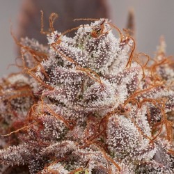 Peaches & Cream | Graines de Cannabis Régulières