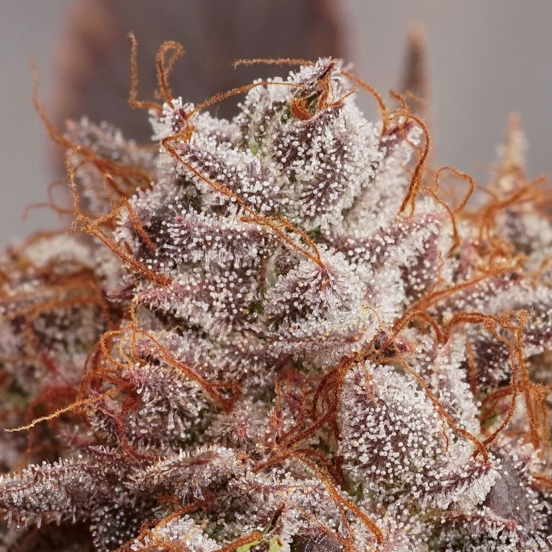 Peaches & Cream | Regulérní Konopná Semena (Limitovaná edice)