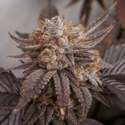 Peaches & Cream | Graines de Cannabis Régulières