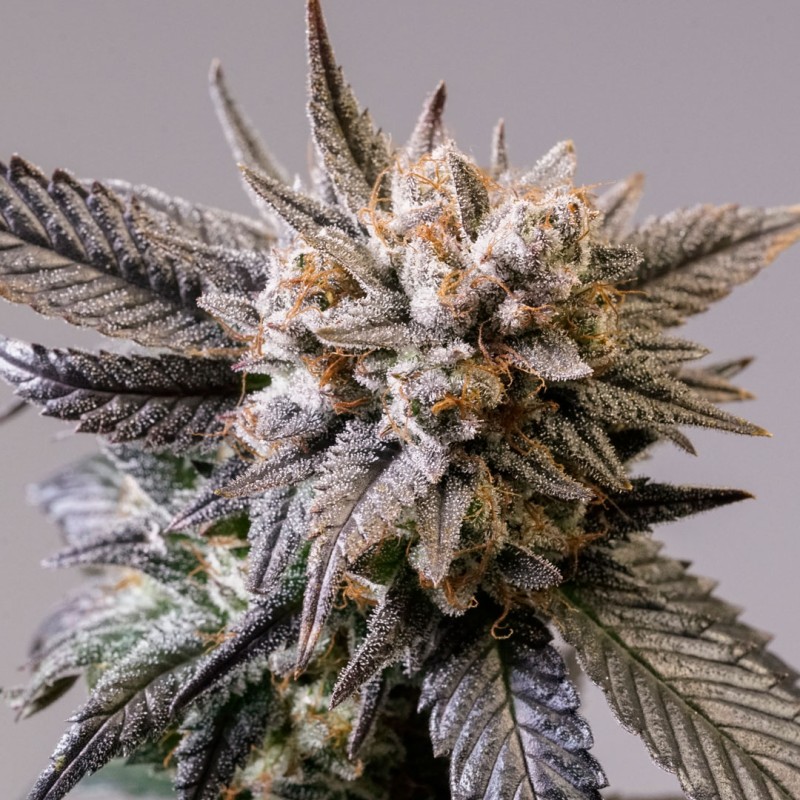 Peaches & Cream | Regulérní Konopná Semena (Limitovaná edice)