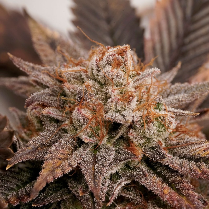 Peaches & Cream | Regulérní Konopná Semena (Limitovaná edice)