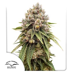 Hol dir Ice Cream Haze® Cannabissamen | Dutch Passion DE