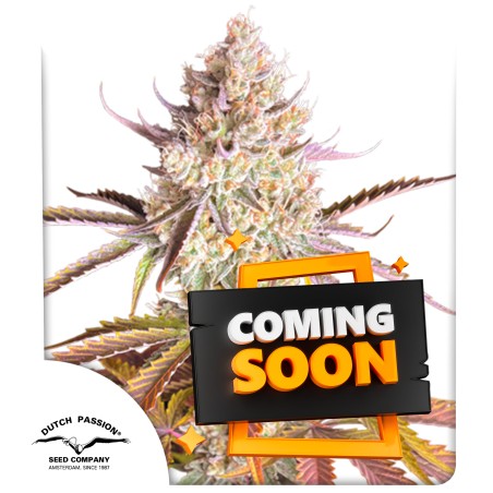 Comprar semillas de cannabis Fruit Bomb Punch® | Dutch Passion ES