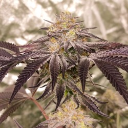 Semi di cannabis femminizzati di Frozen Biscotti | Dutch Passion IT