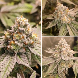 Semi di cannabis femminizzati di Frozen Biscotti | Dutch Passion IT