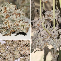 Semi di cannabis femminizzati di Frozen Biscotti | Dutch Passion IT