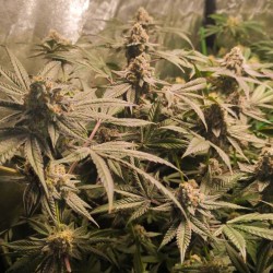 Semi di cannabis femminizzati di Frozen Biscotti | Dutch Passion IT