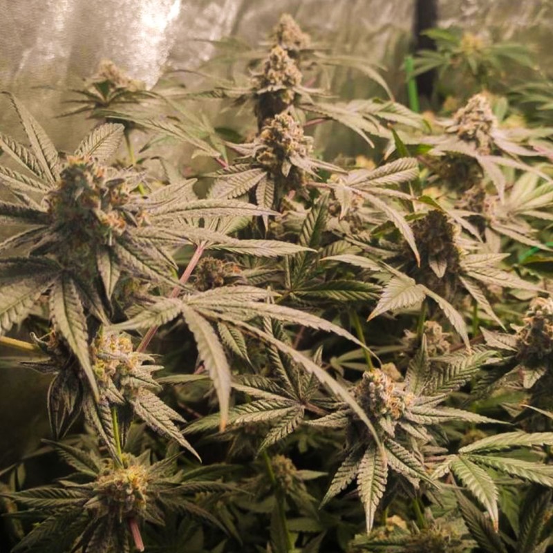 Semi di cannabis femminizzati di Frozen Biscotti | Dutch Passion IT