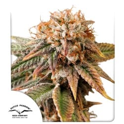 Auto Kingston Punch® Autoflower Cannabis Seeds | Dutch Passion