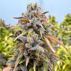 Auto Kingston Punch® Autoflower Cannabis Seeds | Dutch Passion