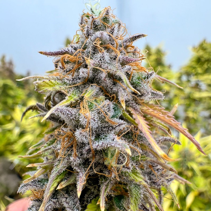 Auto Kingston Punch® Autoflower Cannabis Seeds | Dutch Passion