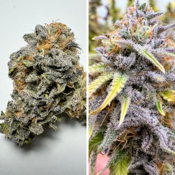 Auto Kingston Punch® Autoflower Cannabis Seeds | Dutch Passion