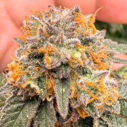 Auto Kingston Punch® Autoflower Cannabis Seeds | Dutch Passion