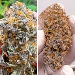 Auto Kingston Punch® Autoflower Cannabis Seeds | Dutch Passion