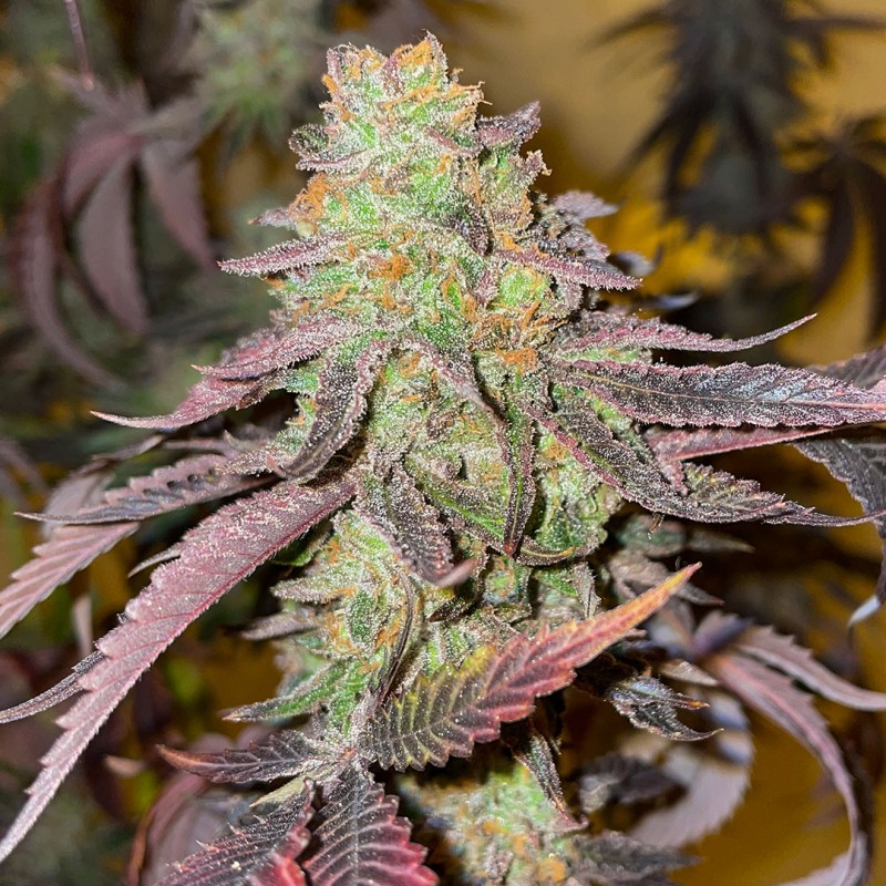 Kingston Punch® Gefeminiseerde Wietzaden | Dutch Passion