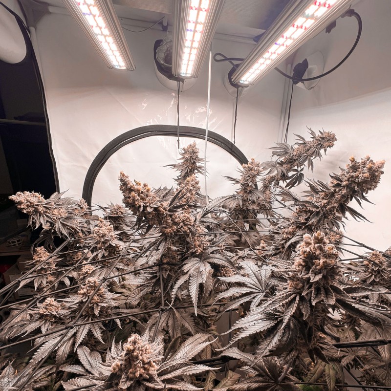 Kup nasiona konopi Ice Cream Haze® | Dutch Passion PL