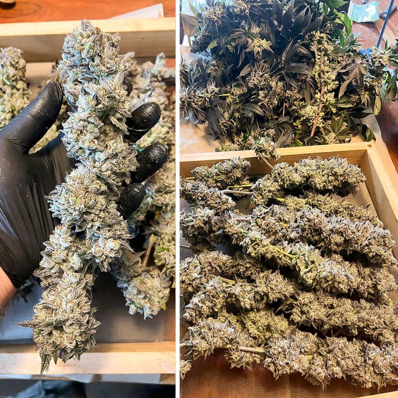 Kup nasiona konopi Ice Cream Haze® | Dutch Passion PL