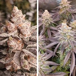 Achetez des graines féminisées Orange Bud 2.0® | Dutch Passion FR