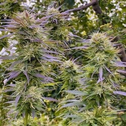 Shaman Wietzaden (Gefeminiseerd/Regulier) | Dutch Passion NL