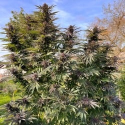 Shaman Wietzaden (Gefeminiseerd/Regulier) | Dutch Passion NL