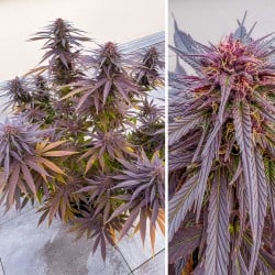 Shaman Wietzaden (Gefeminiseerd/Regulier) | Dutch Passion NL