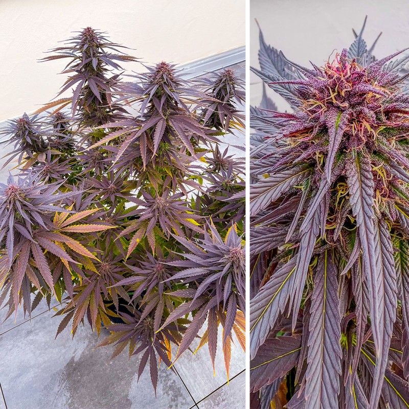 Shaman Wietzaden (Gefeminiseerd/Regulier) | Dutch Passion NL