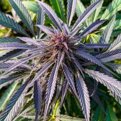 Shaman Wietzaden (Gefeminiseerd/Regulier) | Dutch Passion NL