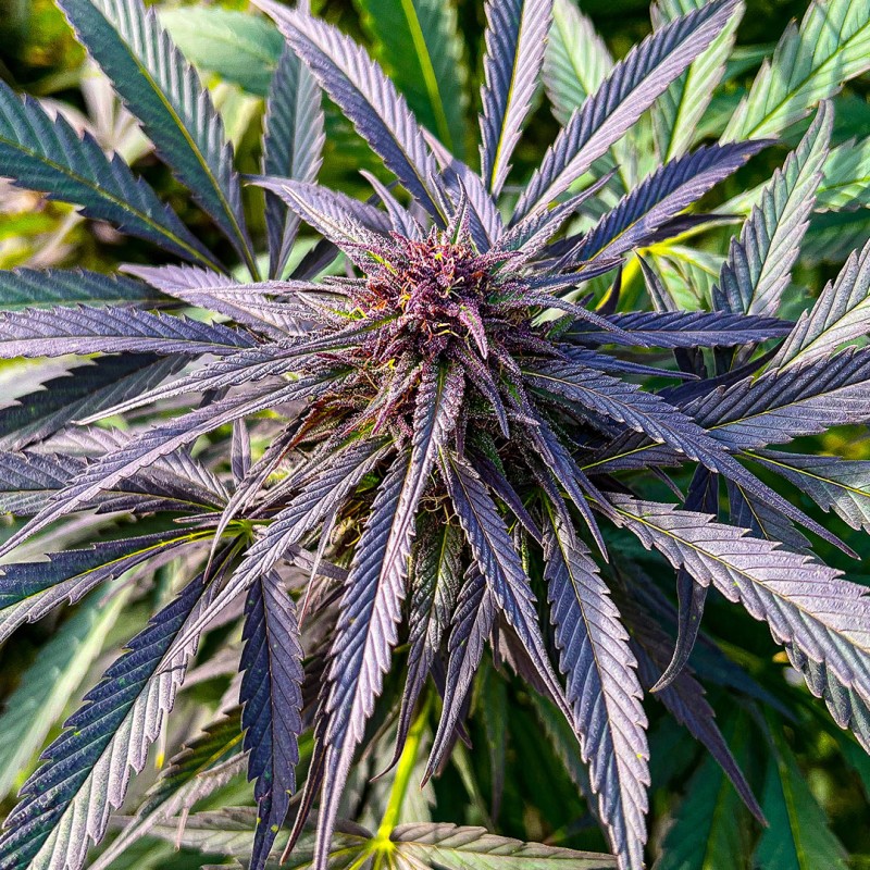 Shaman Wietzaden (Gefeminiseerd/Regulier) | Dutch Passion NL