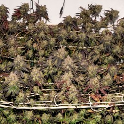 White Gushers Cake | Regulérní Konopná Semena (Limitovaná edice)