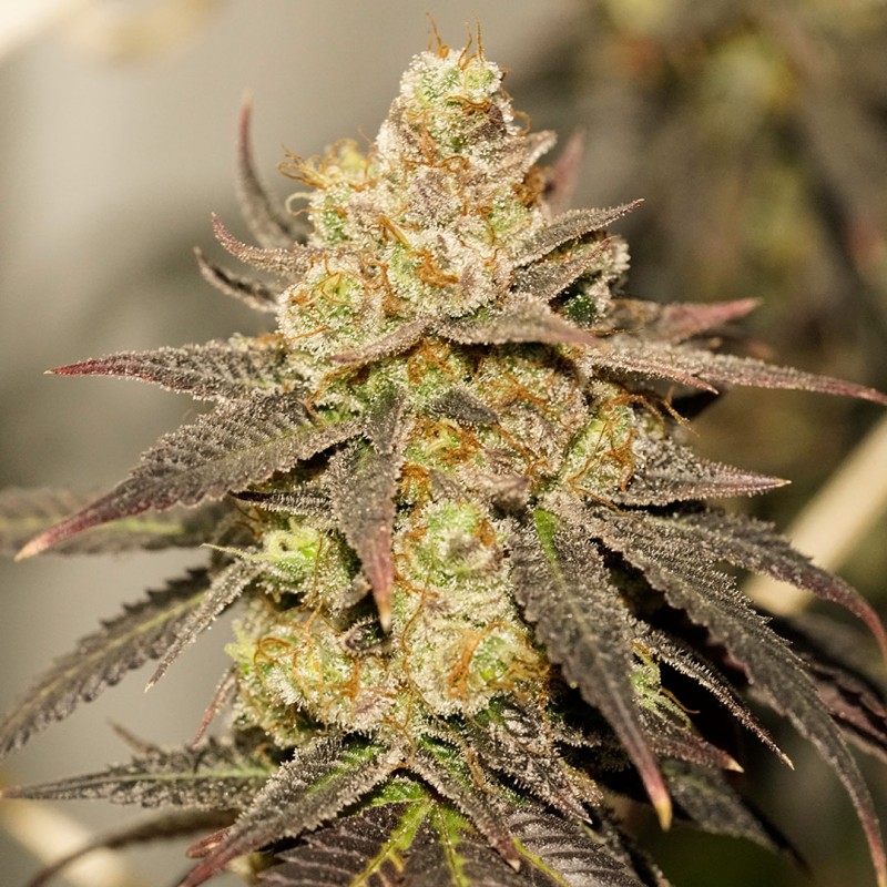 White Gushers Cake | Regulérní Konopná Semena (Limitovaná edice)