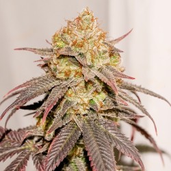 White Gushers Cake | Regulérní Konopná Semena (Limitovaná edice)