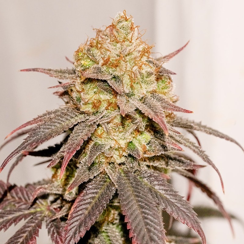 White Gushers Cake | Regulérní Konopná Semena (Limitovaná edice)