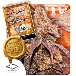 White Gushers Cake | Regulérní Konopná Semena (Limitovaná edice)