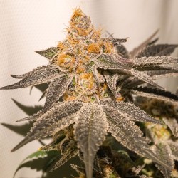 Sherblato Cake | Regulérní Konopná Semena (Limitovaná Edice)