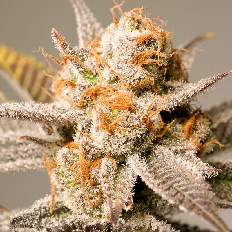 Sherblato Cake | Regulérní Konopná Semena (Limitovaná Edice)