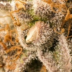 Sherblato Cake | Regulérní Konopná Semena (Limitovaná Edice)