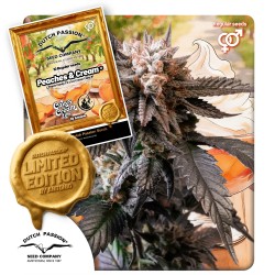 Peaches & Cream | Regulérní Konopná Semena (Limitovaná edice)