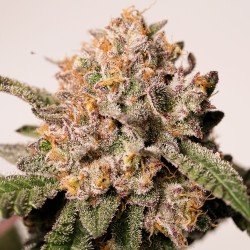 Pink Runtz Cake | Regulérní Konopná Semena (Limitovaná Edice)