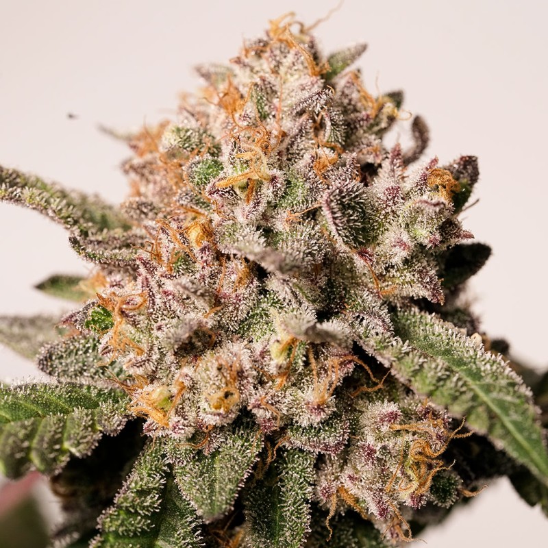 Pink Runtz Cake | Regulérní Konopná Semena (Limitovaná Edice)