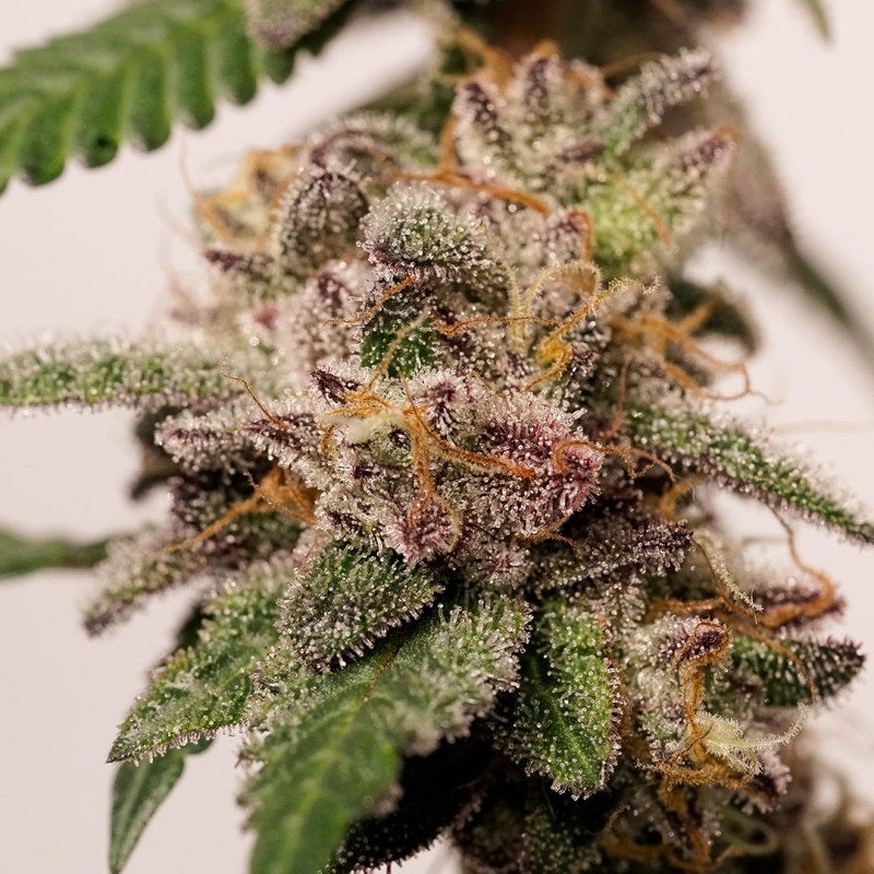 Pink Runtz Cake | Regulérní Konopná Semena (Limitovaná Edice)