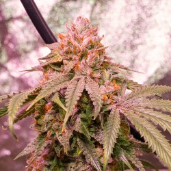 Ice Cream Cake F2 | Regulérní Konopná Semena (Limitovaná edice)