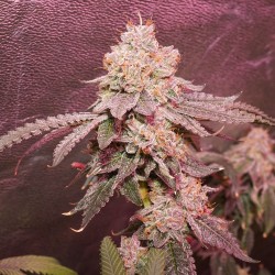 Ice Cream Cake F2 | Regulérní Konopná Semena (Limitovaná edice)