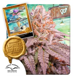 Ice Cream Cake F2 | Regulérní Konopná Semena (Limitovaná edice)