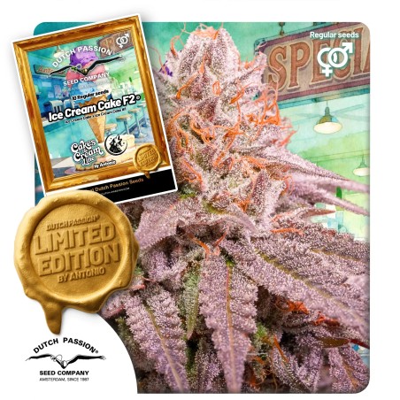 Ice Cream Cake F2 | Regulérní Konopná Semena (Limitovaná edice)