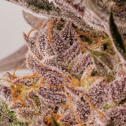 Buy Slurricane Cookies Feminised Cannabis Seeds (Limited Edition)