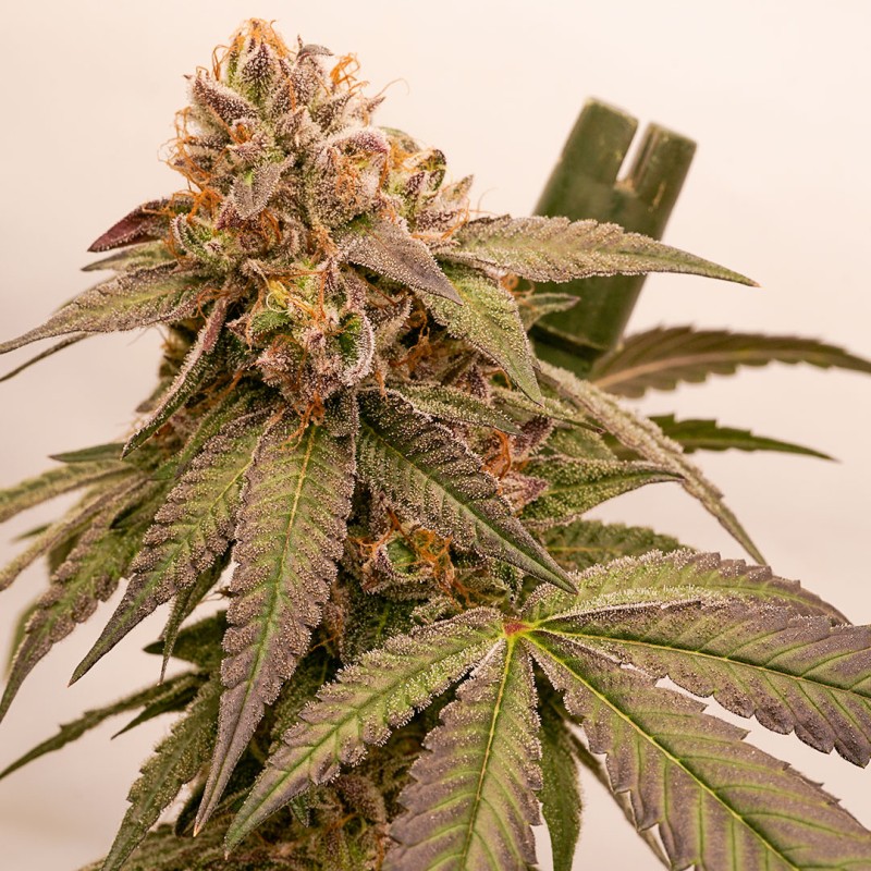 Buy Slurricane Cookies Feminised Cannabis Seeds (Limited Edition)
