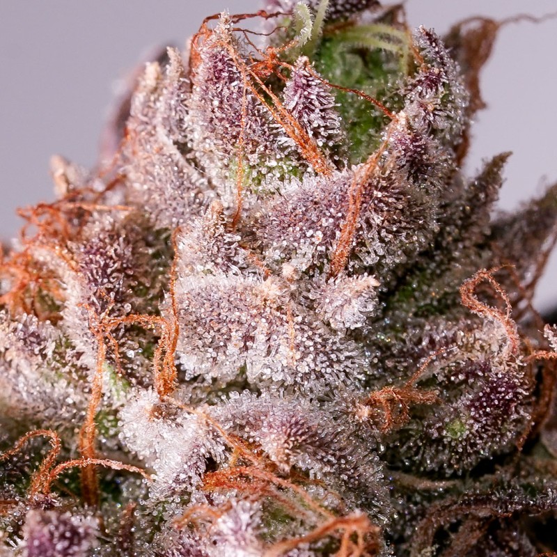 Buy Slurricane Cookies Feminised Cannabis Seeds (Limited Edition)