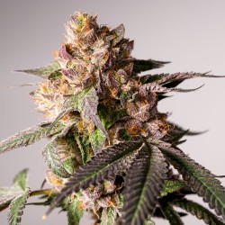 Buy Slurricane Cookies Feminised Cannabis Seeds (Limited Edition)