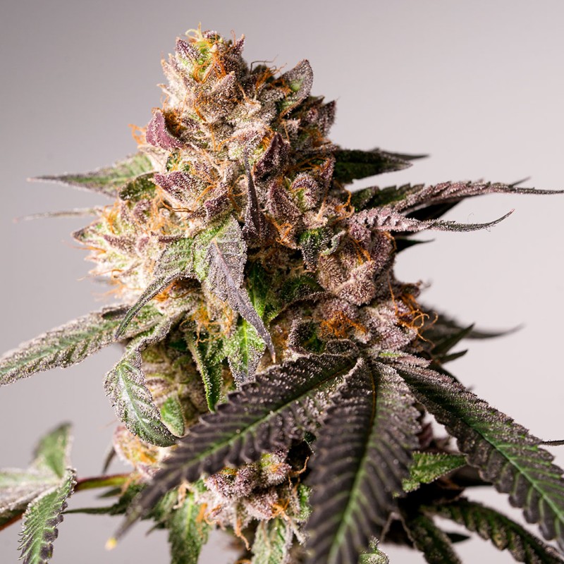 Buy Slurricane Cookies Feminised Cannabis Seeds (Limited Edition)